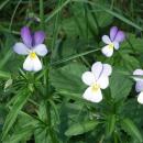 Viola tricolor (Grabia meadows)
